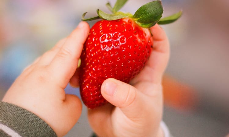 Erdbeeren für Babys
